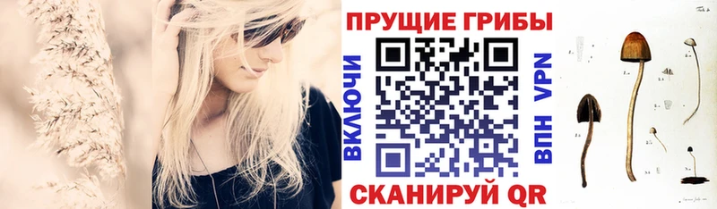 Псилоцибиновые грибы Psilocybe  купить  цена  Арзамас 